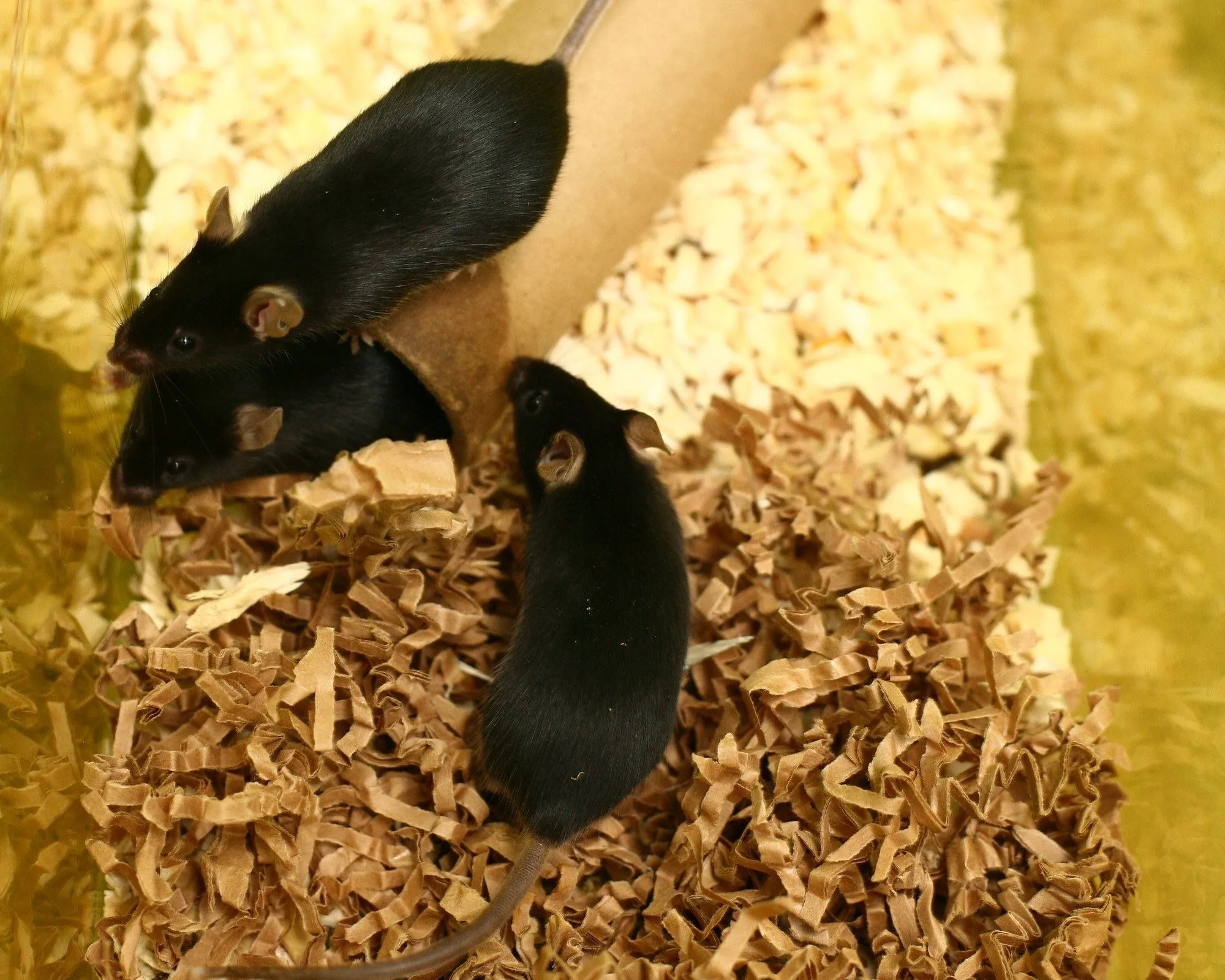 Three black laboratory mice on wood-shaving and shredded-paper bedding in a cage, around a cardboard tube.