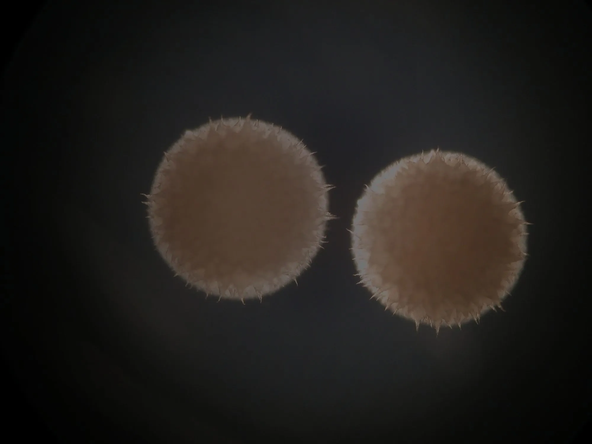 Two round, fuzzy, peach-coloured bacterial colonies with spiky edges glowing against a dark background, seen through a microscope.