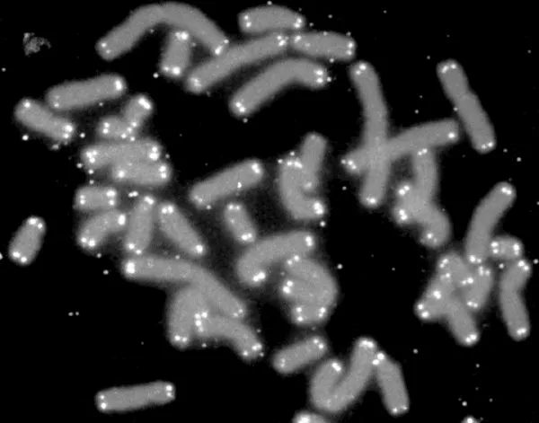 Grey human chromosomes on a black background, each tipped with bright white dots marking the telomeres at its ends.