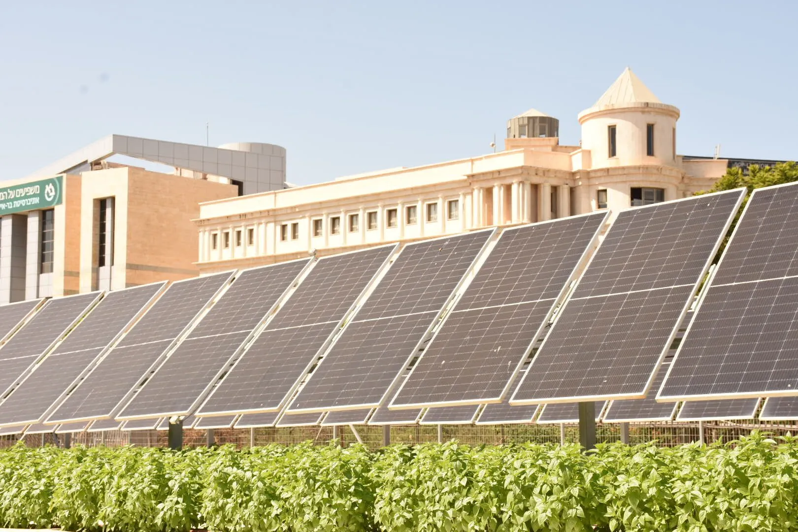 Rows of tilted solar panels on raised frames above a bed of leafy green plants, with university buildings behind.