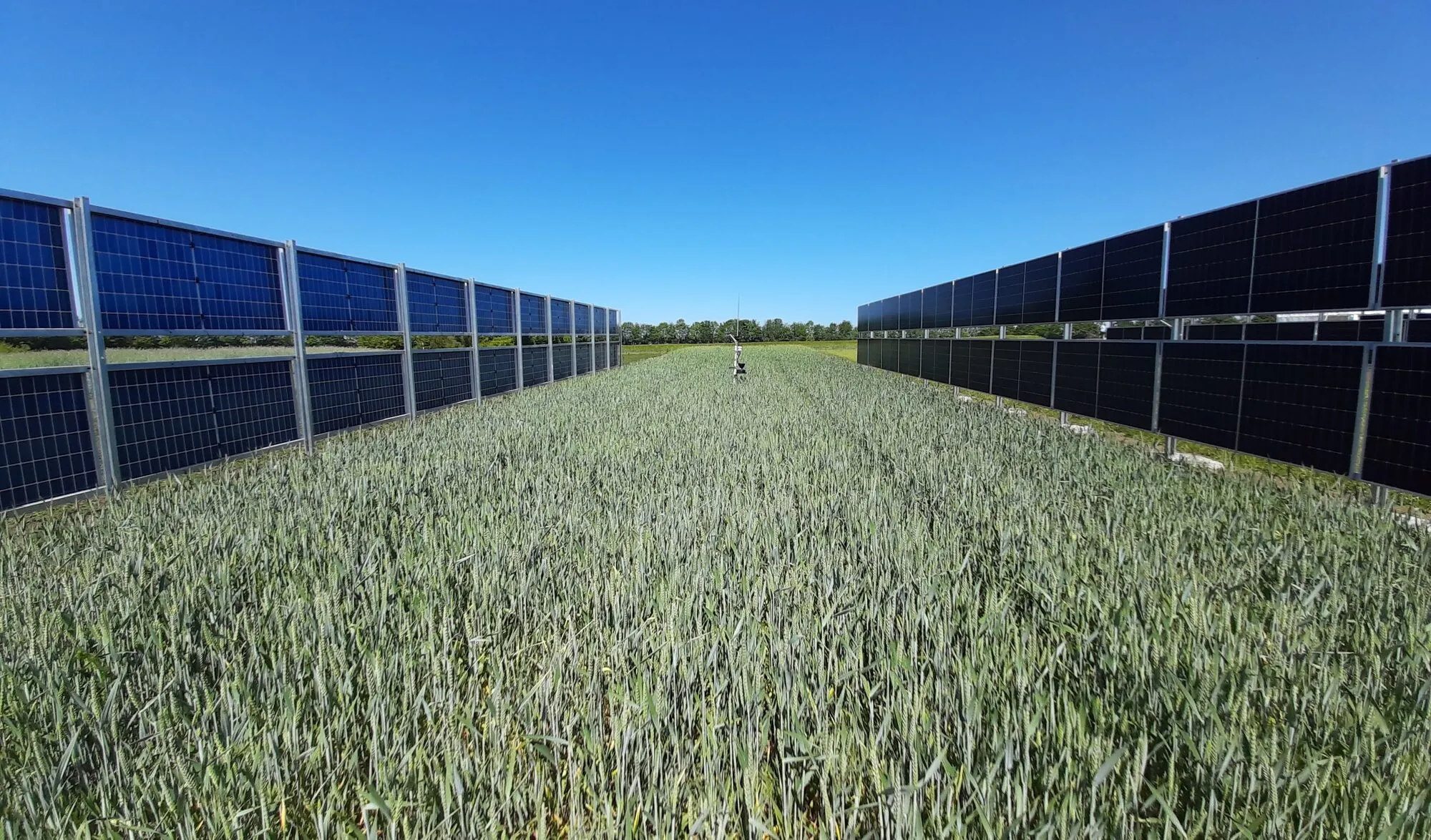 A wide strip of young cereal growing between two long rows of upright, two-sided solar panels under a clear blue sky.
