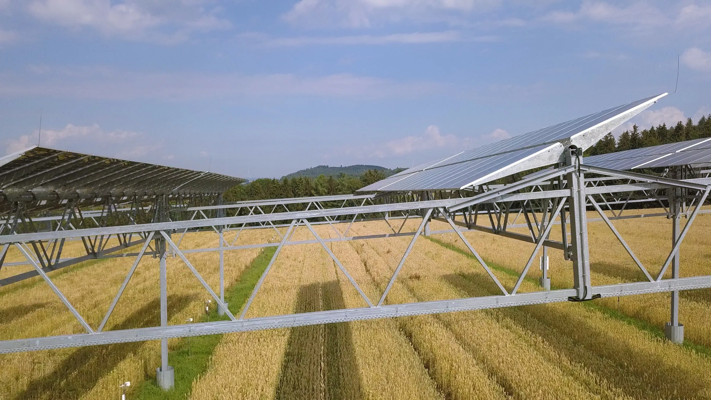 Crops growing between the tall steel supports of the Heggelbach agrivoltaic system, with tilted panels overhead.