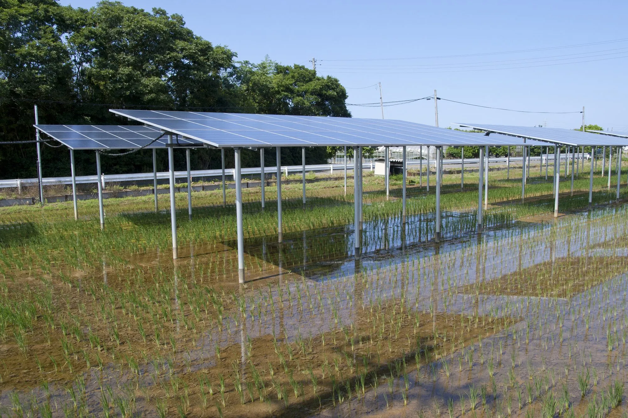 Rice seedlings growing in flooded paddies beneath a light frame of solar panels on thin steel poles, in the Japanese countryside.