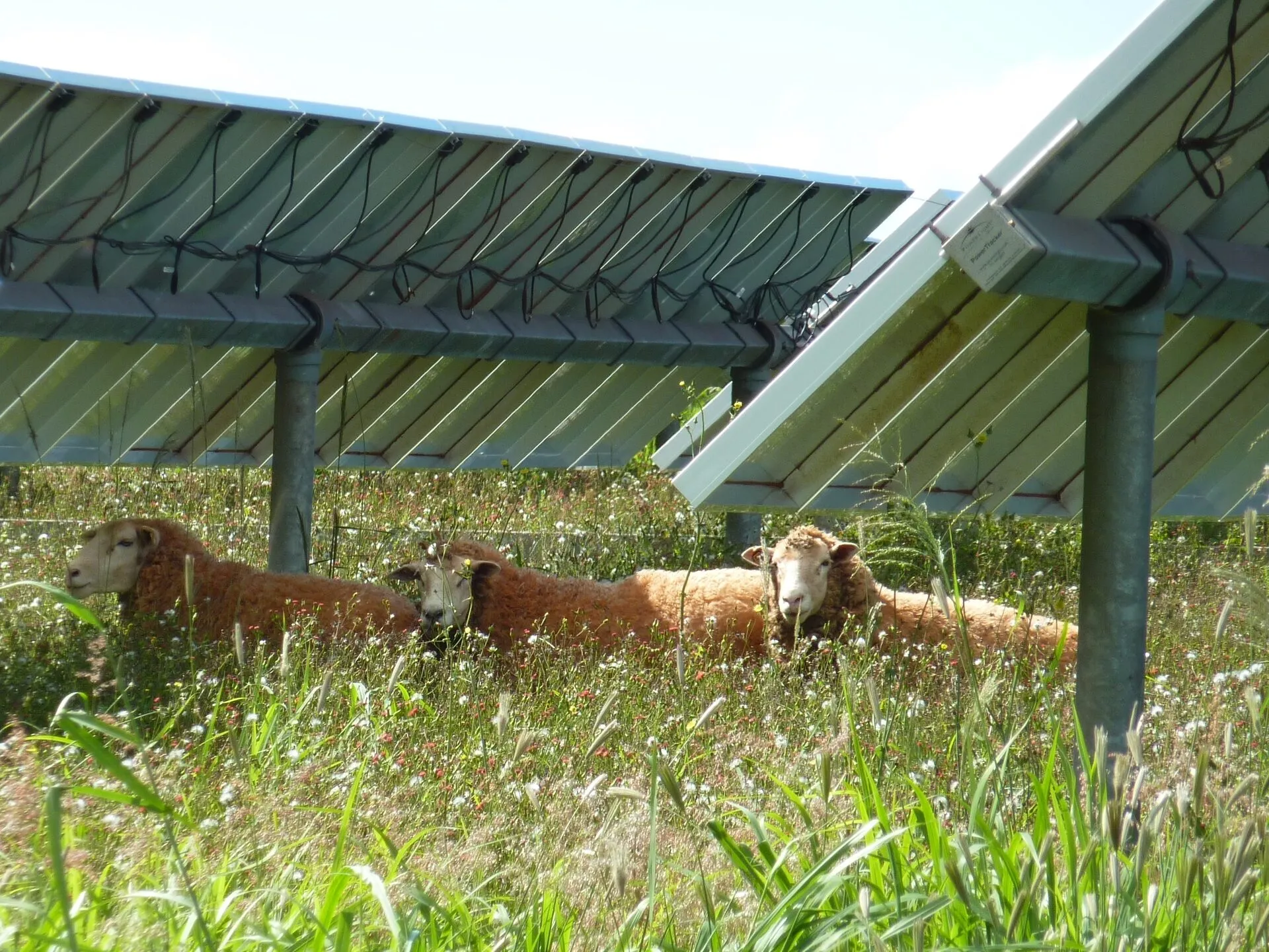 Three sheep lying in long grass in the shade under tilted solar panels on steel posts.