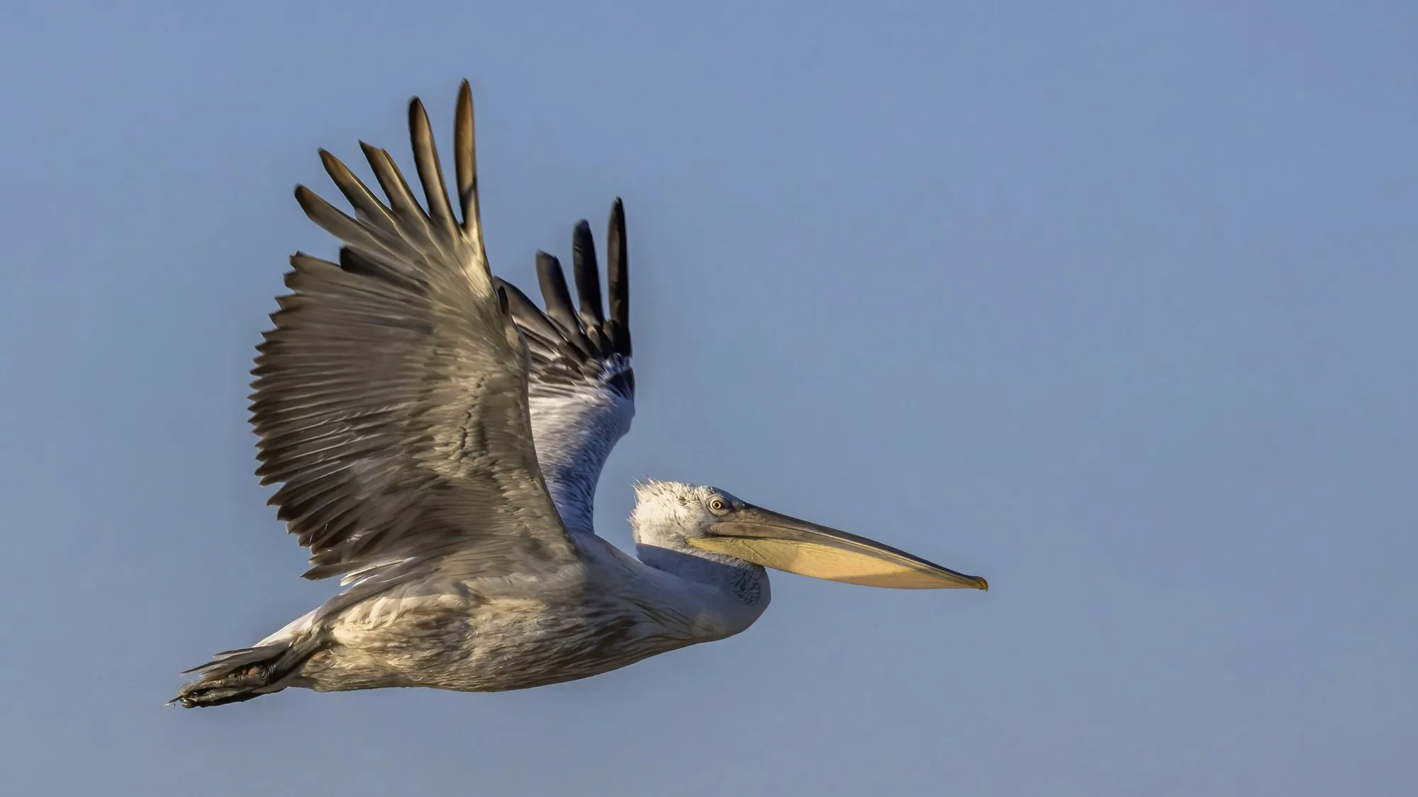 A Dalmatian pelican with wings spread wide flying against a pale sky over the Danube Delta.