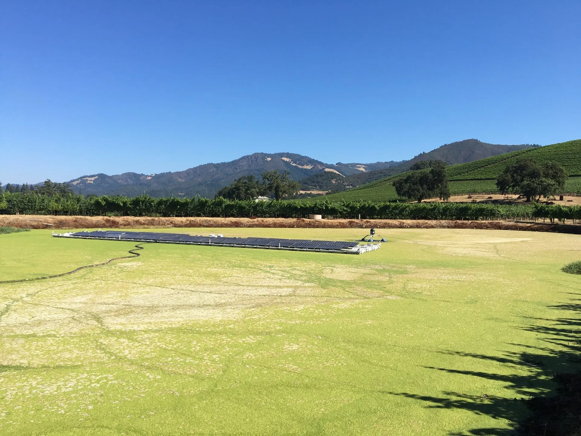 A small floating solar array on a farm pond whose surface is covered in bright green duckweed, with vineyards and hills behind.