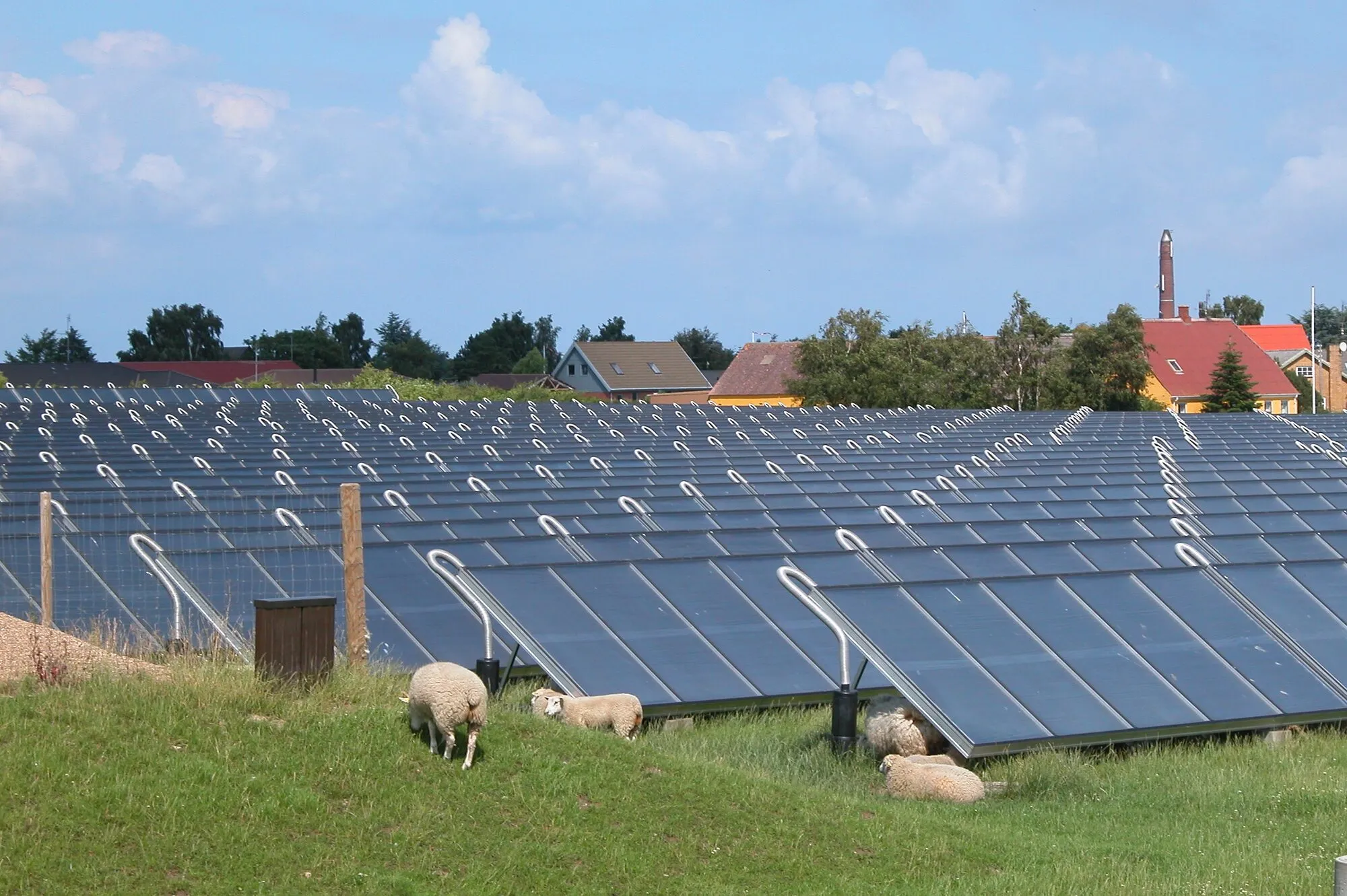 Rows of large flat solar collectors on a grassy field with sheep grazing between them and red-roofed houses behind.