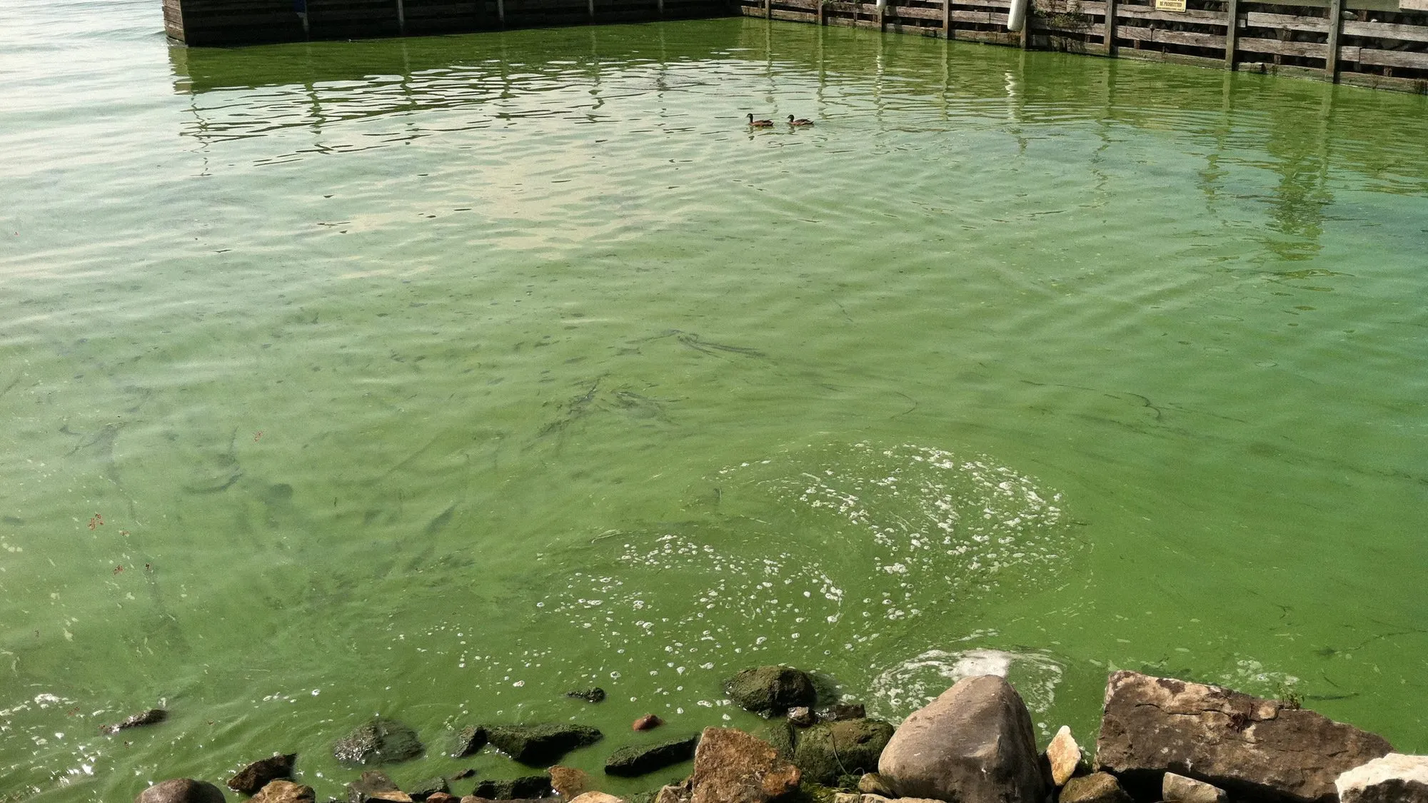 Aigua verda brillant plena d'algues al costat d'un moll de fusta del llac Erie.