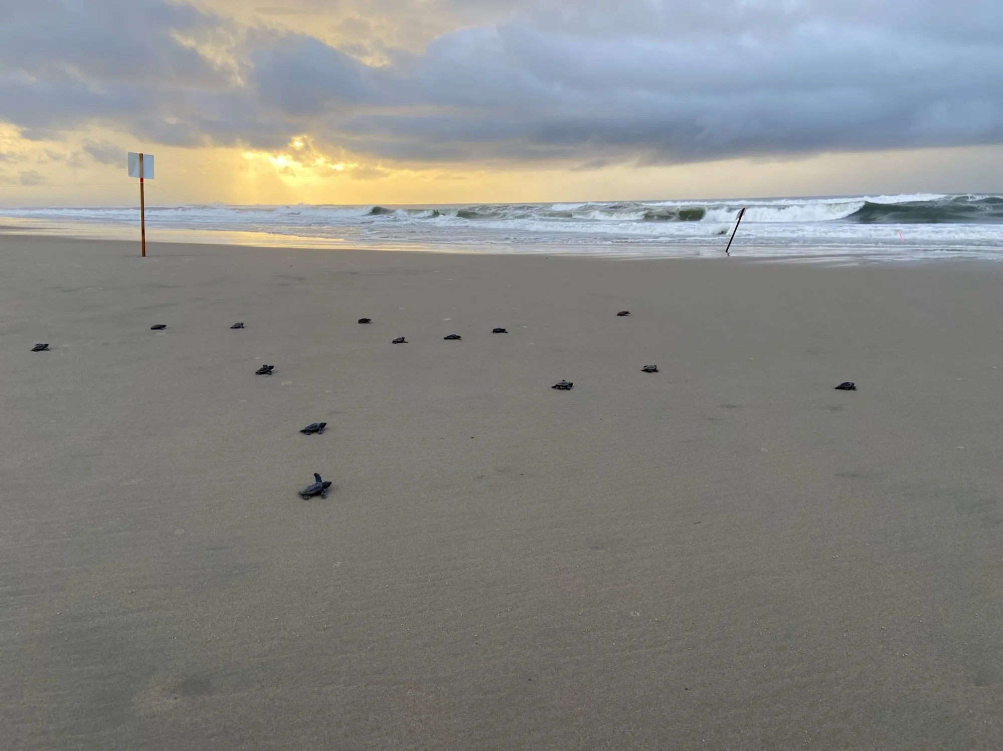 Loggerhead-seeskilpad-uitreikings kruis 'n sandstrand na die golwe by dageraad.