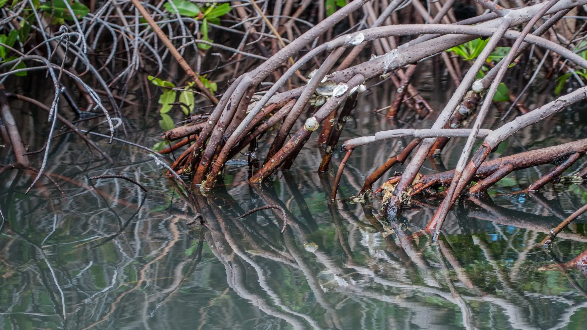 'n Digte tangle van rooi-bruin mangrove stelt wortels boog in stil, helder water.