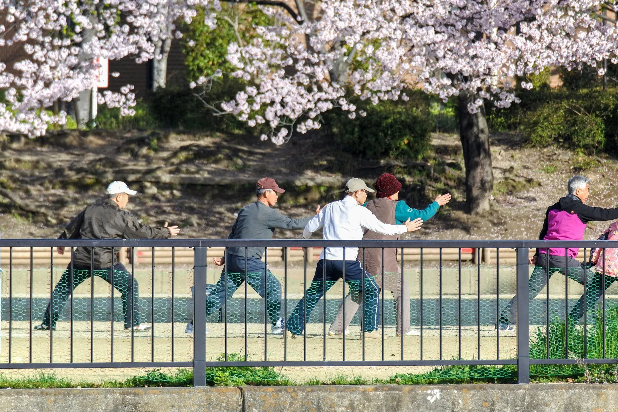 A row of older people practising tai chi together on a riverside path under cherry blossom.