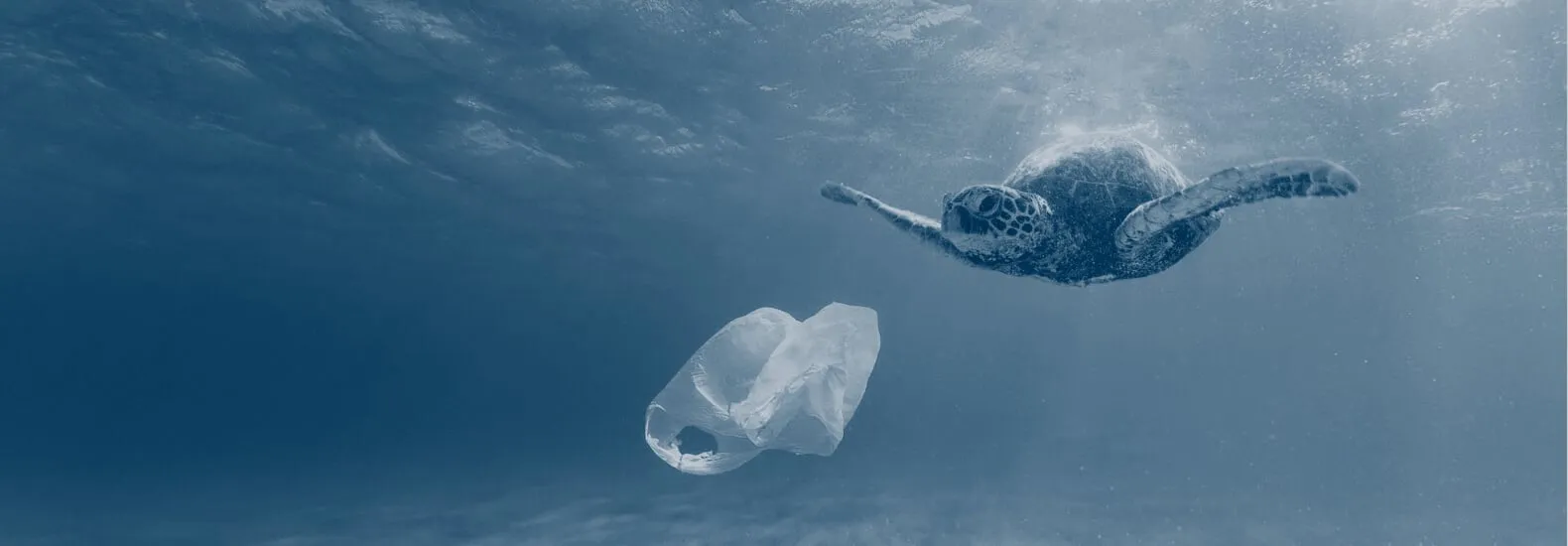 Ang isang dagat tortoise swimming sa tabi ng isang patag na plastic bag.