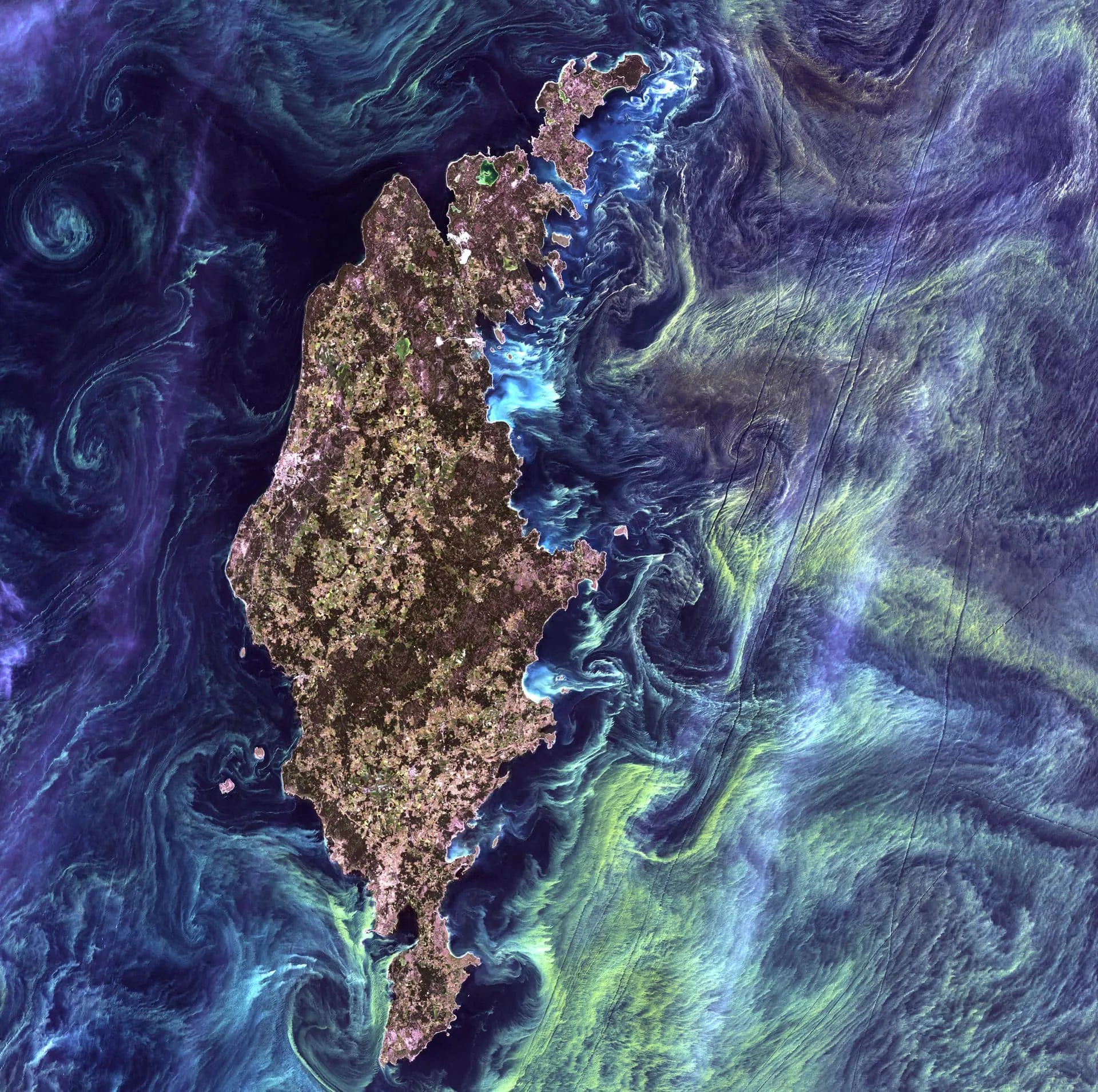 Phytoplankton around Gotland in the Baltic Sea.