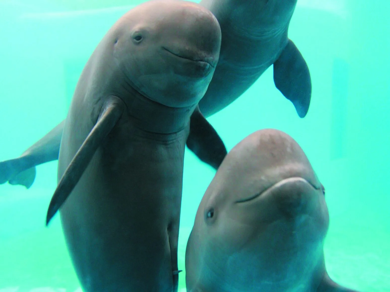 Three Yangtze finless porpoises swimming together in a pale blue pool.